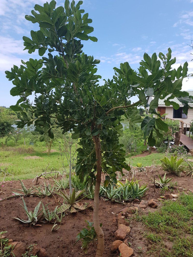 Komatipoort River House Komatipoort Mpumalanga South Africa Complementary Colors, Banana, Fruit, Food, Plant, Nature, Garden