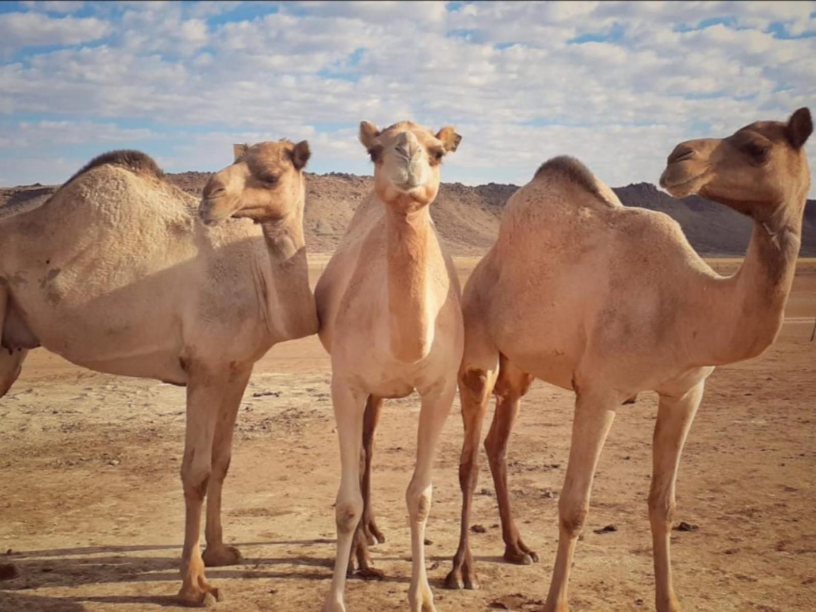 Koppieskraal Kameelplaas, Camel, Mammal, Animal, Herbivore