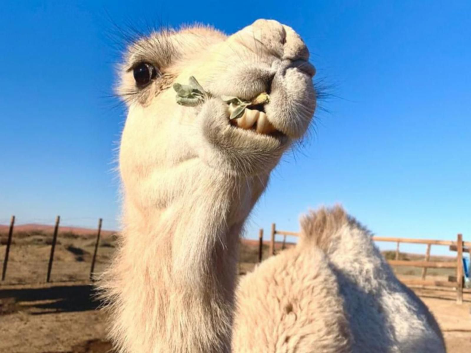 Koppieskraal Kameelplaas, Colorful, Camel, Mammal, Animal, Herbivore