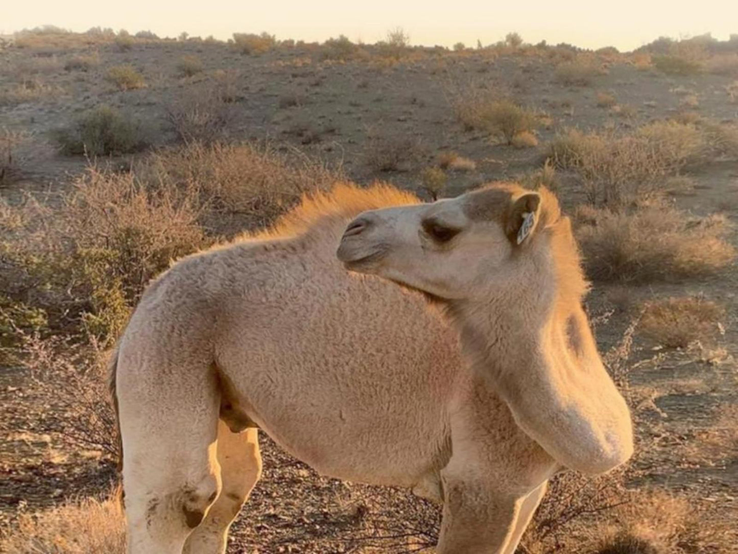 Koppieskraal Kameelplaas, Sepia Tones, Camel, Mammal, Animal, Herbivore, Desert, Nature, Sand