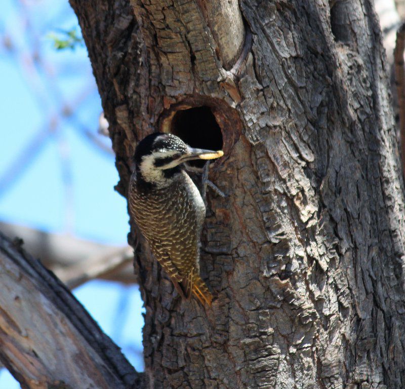 Koshari Game Ranch Vaalwater Limpopo Province South Africa Bird, Animal