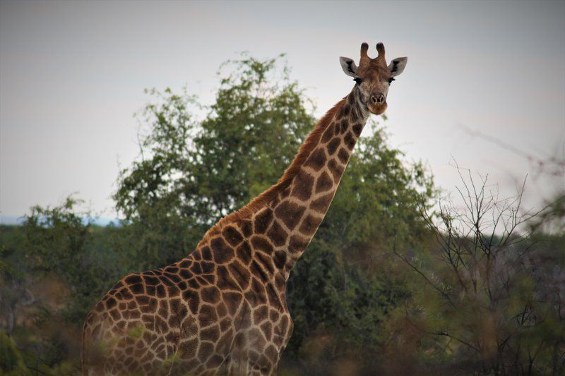 Koshari Game Ranch Vaalwater Limpopo Province South Africa Giraffe, Mammal, Animal, Herbivore