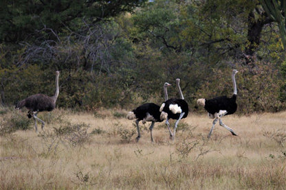 Koshari Game Ranch Vaalwater Limpopo Province South Africa Bird, Animal