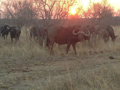 Koshari Game Ranch Vaalwater Limpopo Province South Africa Animal