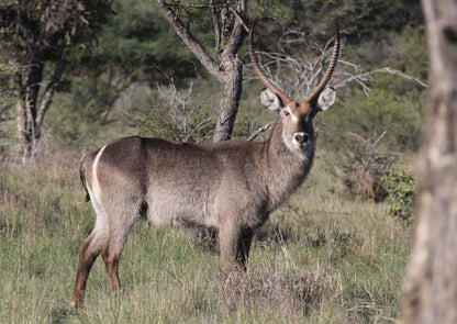 Koshari Game Ranch Vaalwater Limpopo Province South Africa Unsaturated, Deer, Mammal, Animal, Herbivore