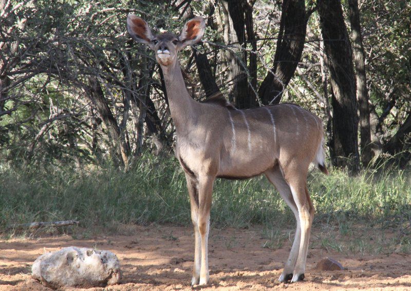 Koshari Game Ranch Vaalwater Limpopo Province South Africa Unsaturated, Animal