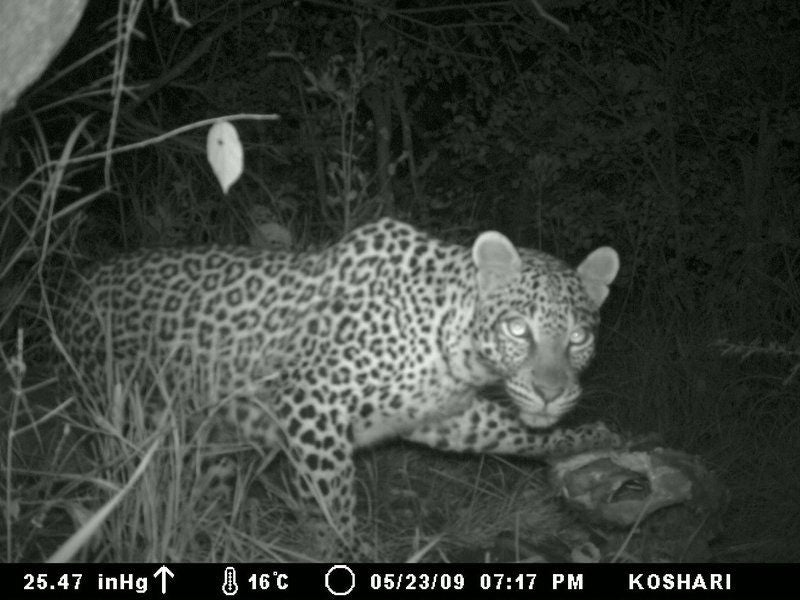 Koshari Game Ranch Vaalwater Limpopo Province South Africa Unsaturated, Leopard, Mammal, Animal, Big Cat, Predator