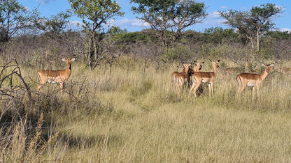 Koshari Game Ranch Vaalwater Limpopo Province South Africa Animal, Lowland, Nature