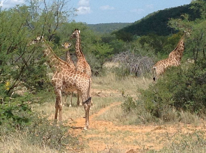 Koshari Game Ranch Vaalwater Limpopo Province South Africa Giraffe, Mammal, Animal, Herbivore
