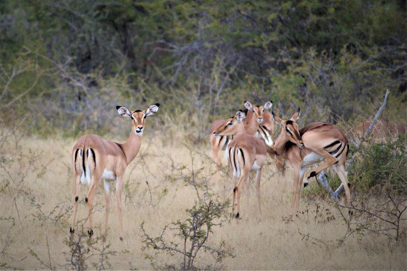 Koshari Game Ranch Vaalwater Limpopo Province South Africa Animal