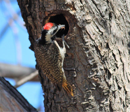 Koshari Game Ranch Vaalwater Limpopo Province South Africa Bird, Animal