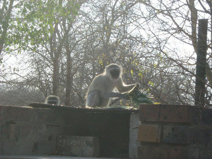 Kotje Van Ketje Marloth Park Mpumalanga South Africa Unsaturated, Primate, Mammal, Animal