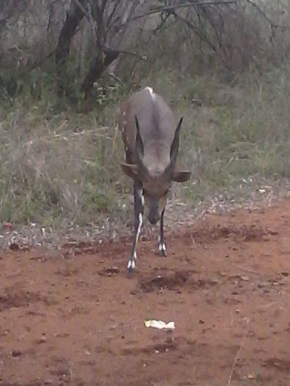 Kotje Van Ketje Marloth Park Mpumalanga South Africa Deer, Mammal, Animal, Herbivore