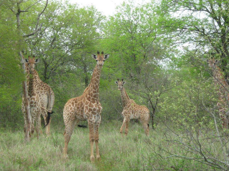 Kotje Van Ketje Marloth Park Mpumalanga South Africa Giraffe, Mammal, Animal, Herbivore