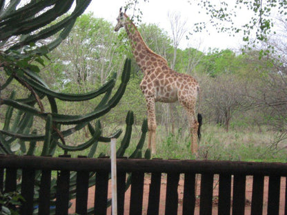 Kotje Van Ketje Marloth Park Mpumalanga South Africa Giraffe, Mammal, Animal, Herbivore