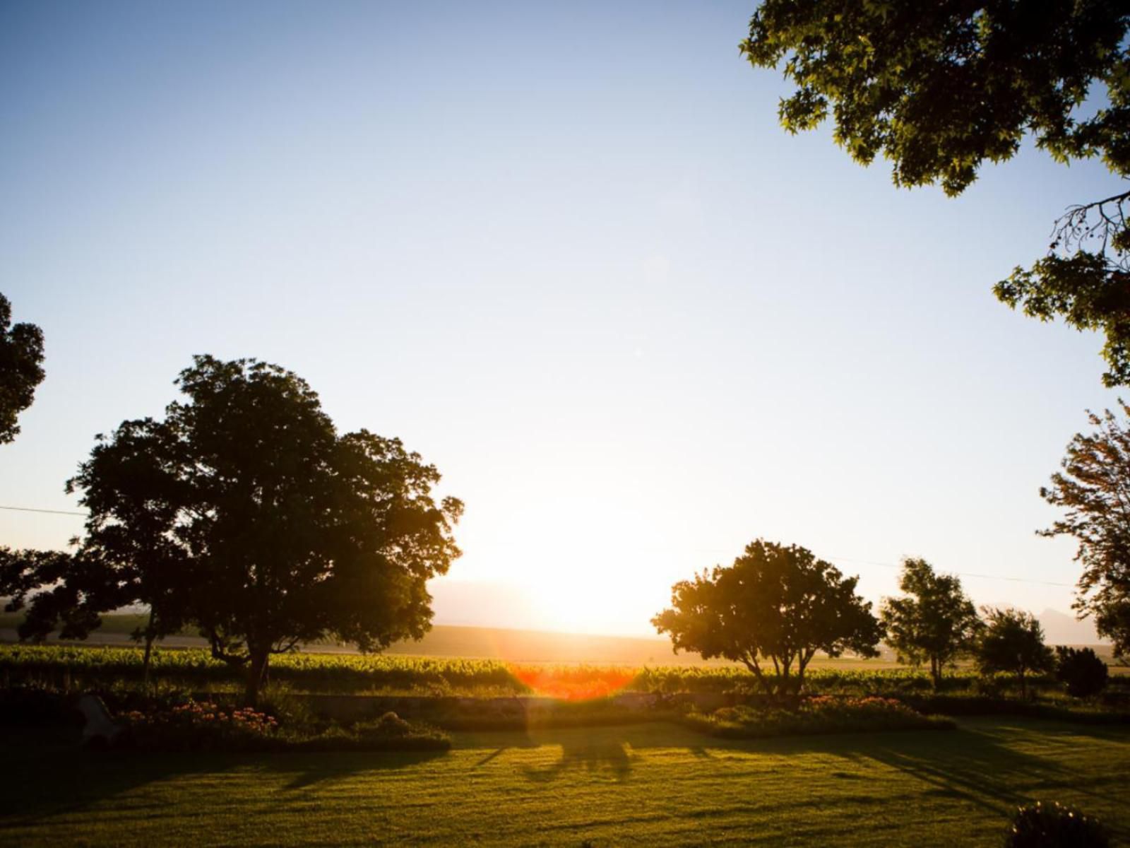 Doran Vineyards Paarl Farms Paarl Western Cape South Africa Complementary Colors, Sunset, Nature, Sky