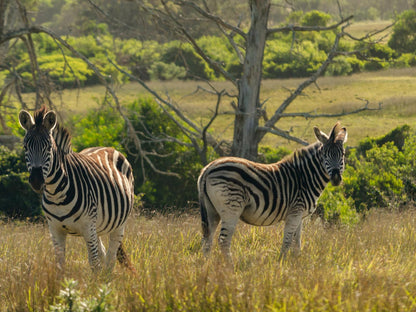 Zebra Cabin - Self-Catering @ Kragga Kamma Game Park