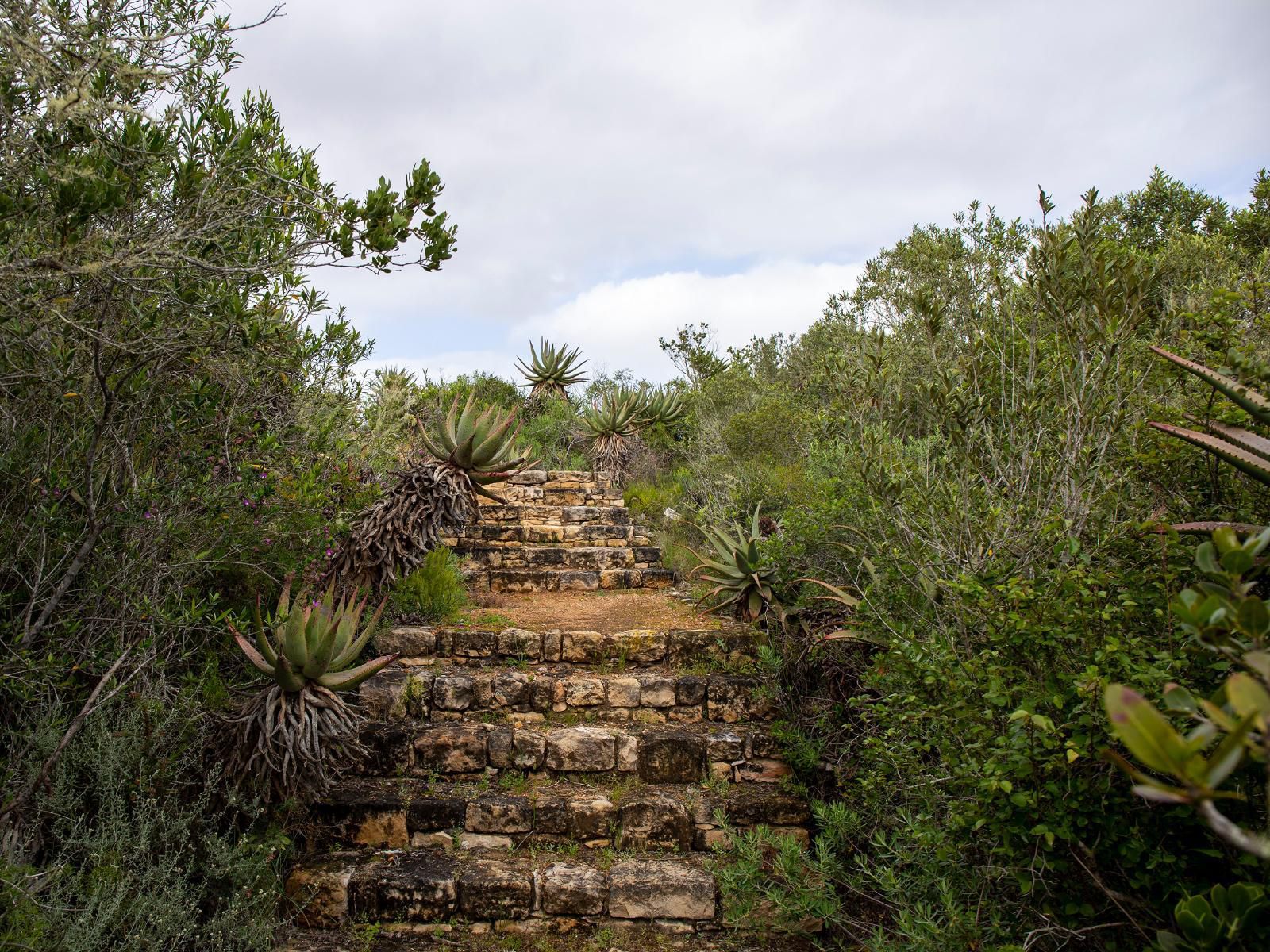 Kransfontein Stilbaai Western Cape South Africa Plant, Nature, Ruin, Architecture