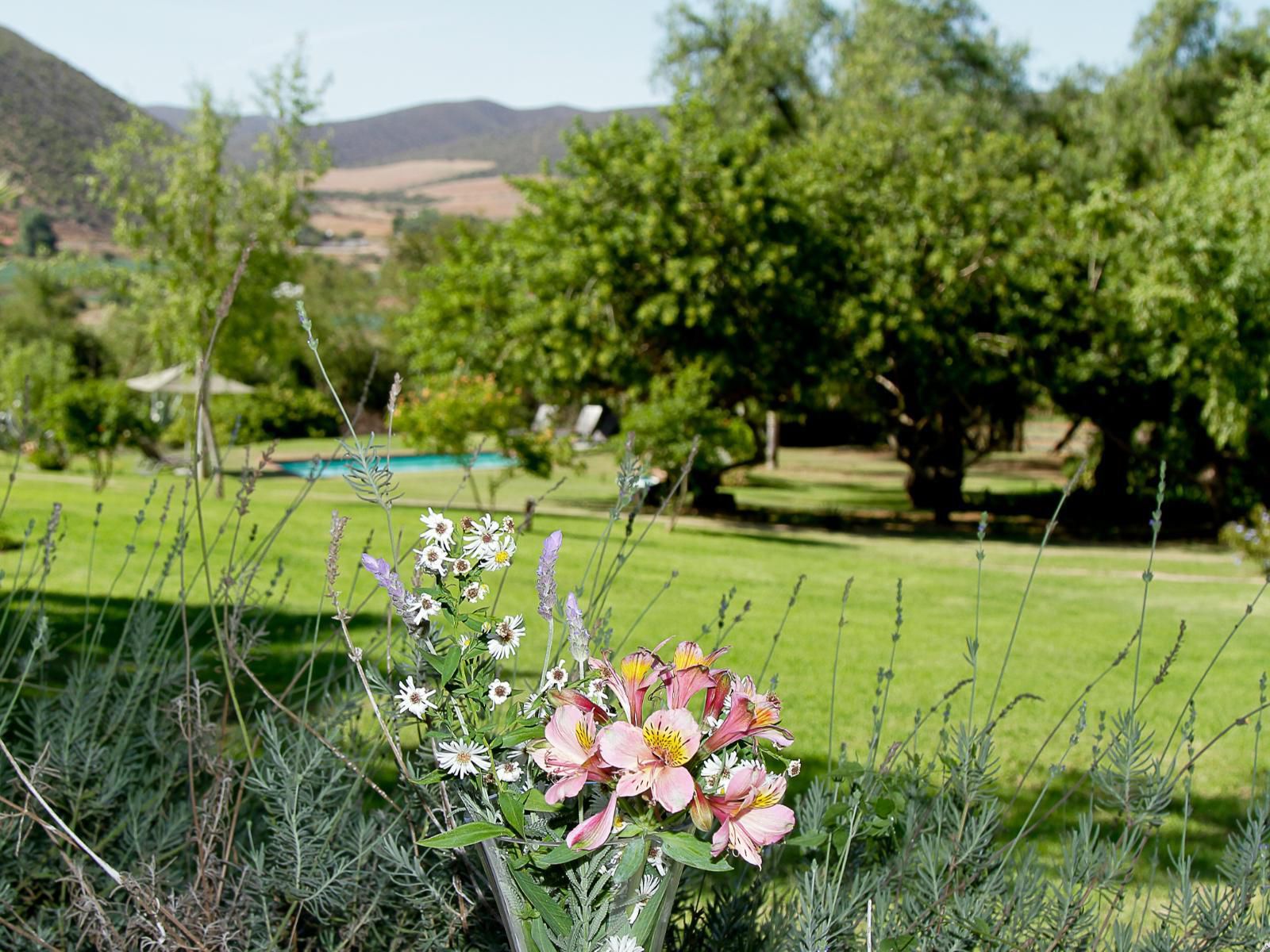 Kranskloof Country Lodge Oudtshoorn Western Cape South Africa Meadow, Nature, Plant, Garden