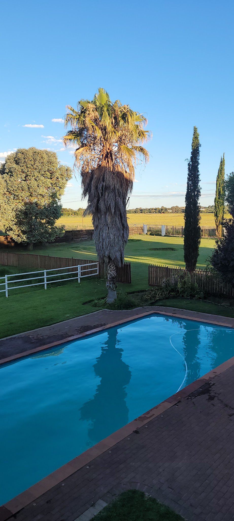 Krige Lodge Bandb Bainsvlei Bloemfontein Free State South Africa Palm Tree, Plant, Nature, Wood, Swimming Pool