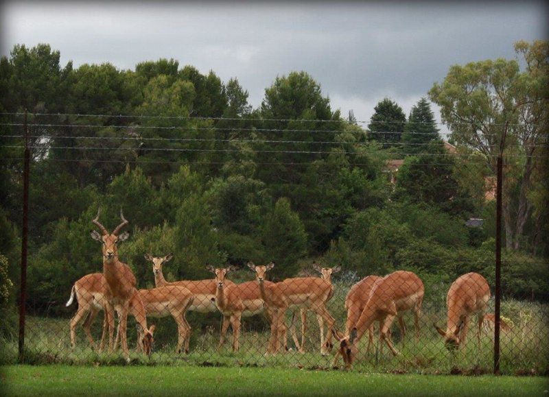 Krith Guest House And Self Catering Bethlehem Free State South Africa Deer, Mammal, Animal, Herbivore