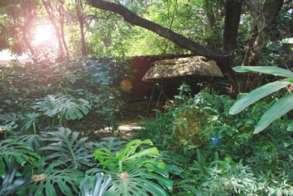 Krom Kiepersol Bandb Lynnwood Pretoria Tshwane Gauteng South Africa Forest, Nature, Plant, Tree, Wood, Garden