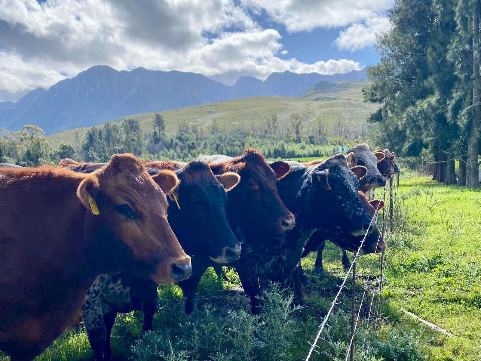 Kromrivier Farm Accommodation Greyton Western Cape South Africa Cow, Mammal, Animal, Agriculture, Farm Animal, Herbivore