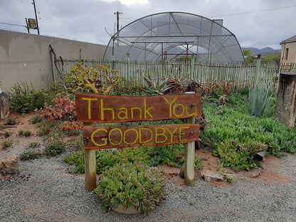 Kroon Lodge Kamieskroon Northern Cape South Africa Plant, Nature