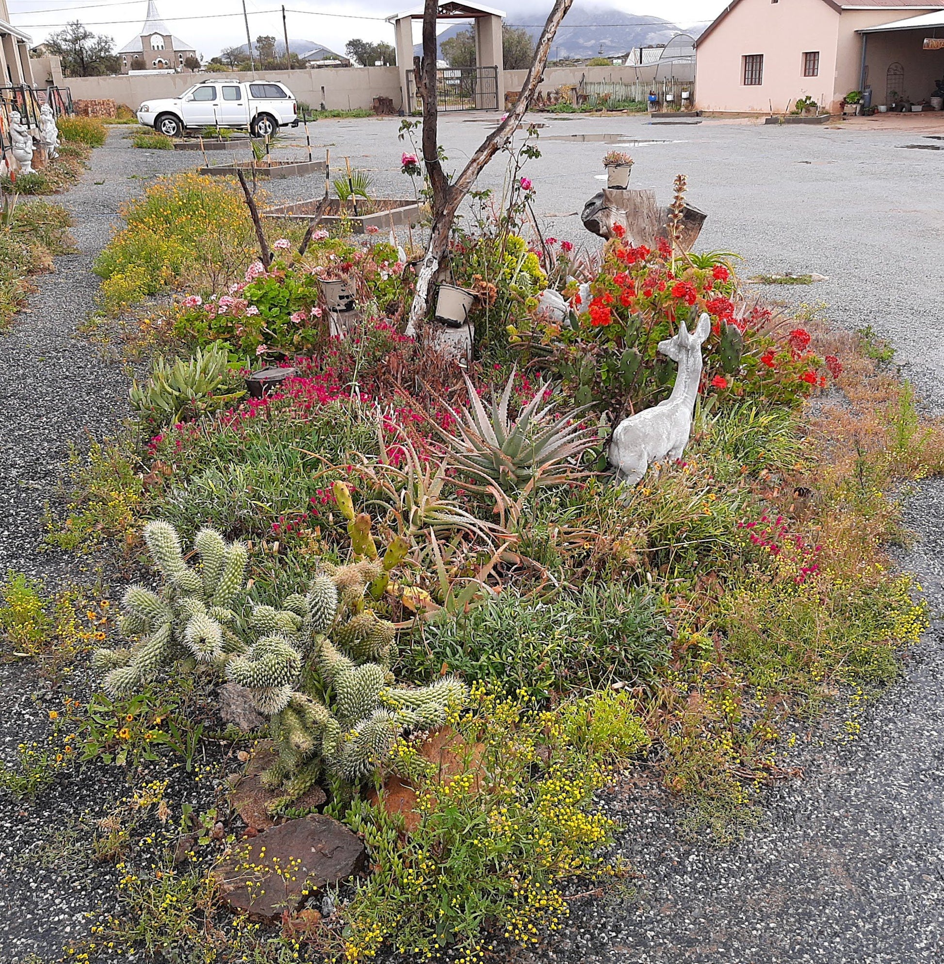 Kroon Lodge Kamieskroon Northern Cape South Africa Cactus, Plant, Nature, Garden