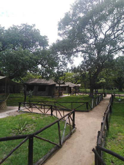 Kruger Andova Tented Camp Andover Nature Reserve Mpumalanga South Africa 