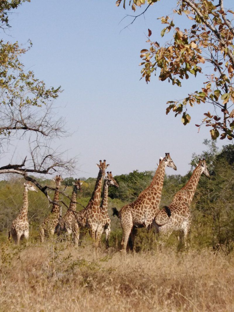 Kruger Andova Tented Camp Andover Nature Reserve Mpumalanga South Africa Complementary Colors, Giraffe, Mammal, Animal, Herbivore