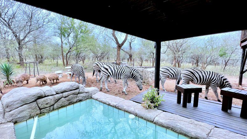 Kruger Kumba Mugwenzi Marloth Park Mpumalanga South Africa Zebra, Mammal, Animal, Herbivore