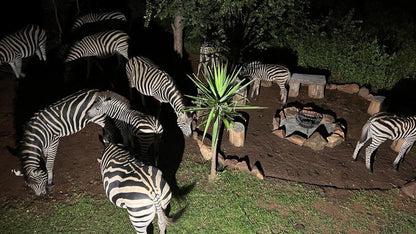 Kruger Kumba Mugwenzi Marloth Park Mpumalanga South Africa Zebra, Mammal, Animal, Herbivore