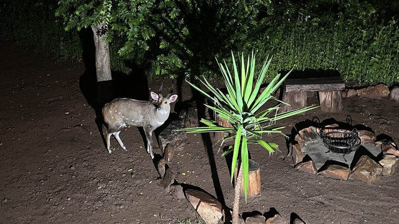 Kruger Kumba Mugwenzi Marloth Park Mpumalanga South Africa Deer, Mammal, Animal, Herbivore