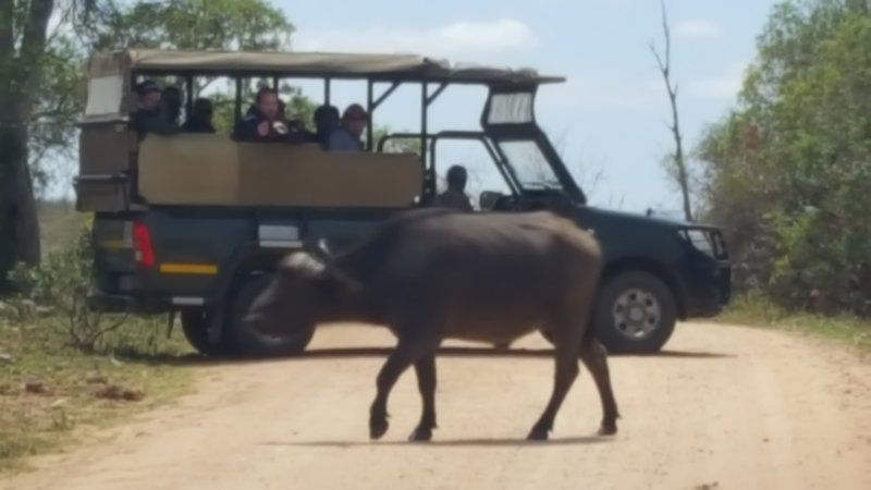 Kruger National Park Adventure Tour 3 Night 4 Day Kempton Park Johannesburg Gauteng South Africa Animal