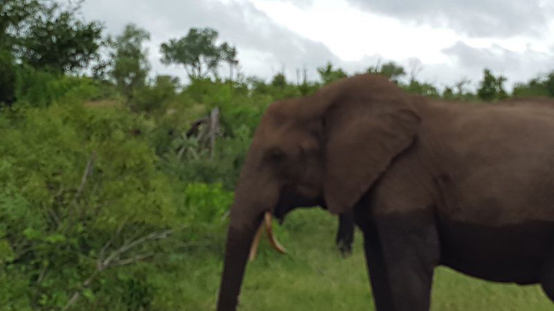 Kruger National Park Adventure Tour 3 Night 4 Day Kempton Park Johannesburg Gauteng South Africa Elephant, Mammal, Animal, Herbivore