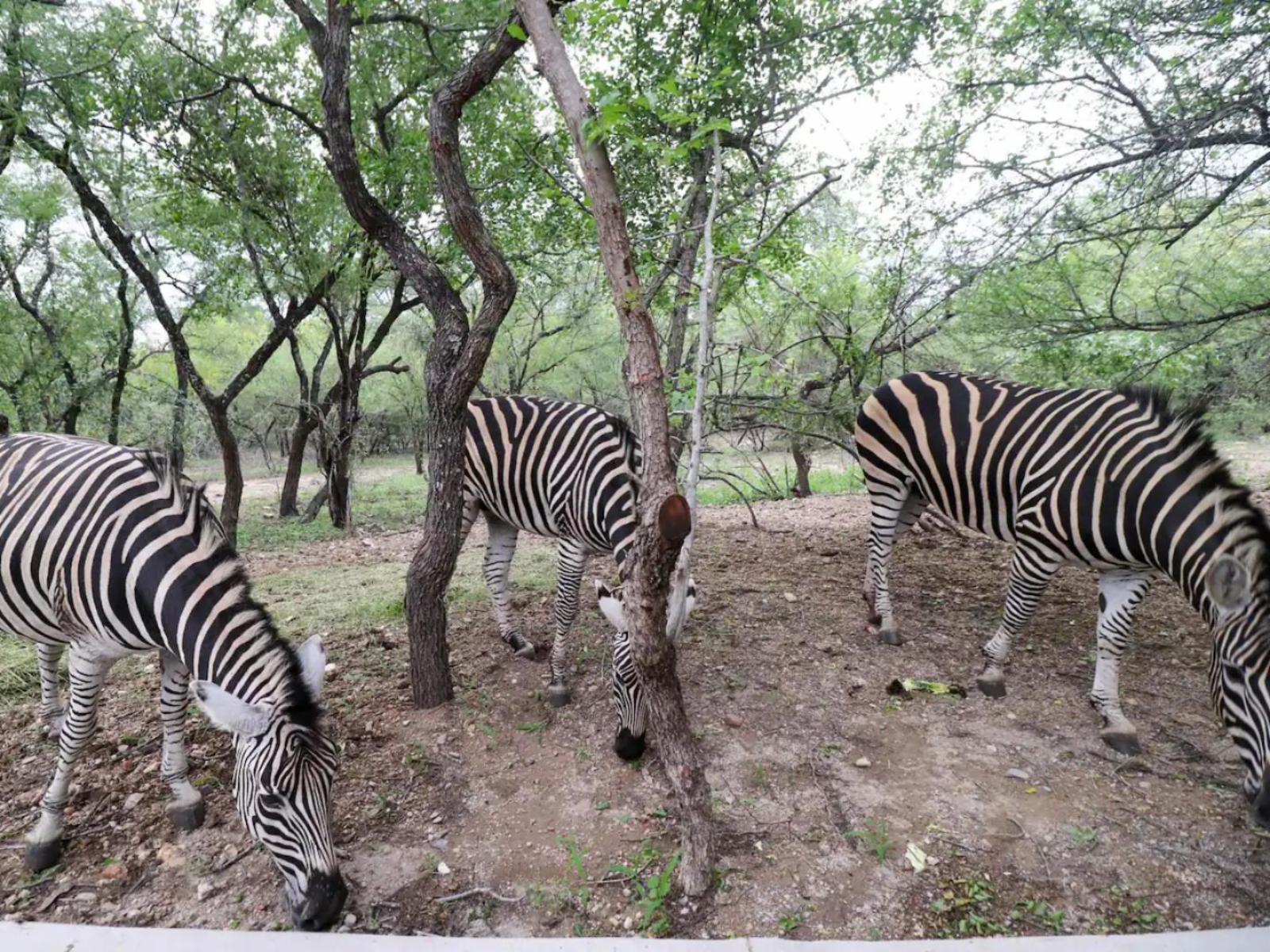 Kruger Nights Marloth Park Mpumalanga South Africa Unsaturated, Zebra, Mammal, Animal, Herbivore