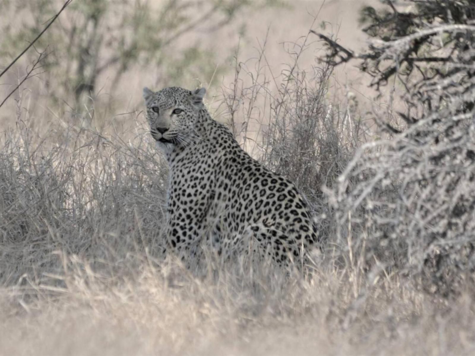 Kruger Nights Marloth Park Mpumalanga South Africa Unsaturated, Cheetah, Mammal, Animal, Big Cat, Predator