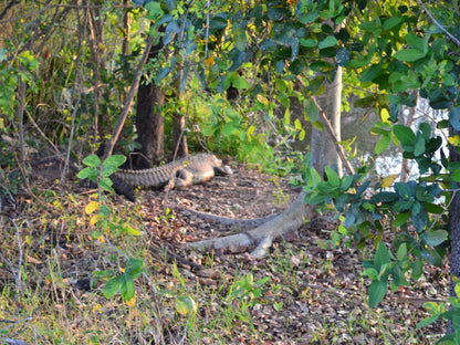 Kruger Park Lodge - Golf Safari Sa, Forest, Nature, Plant, Tree, Wood, Reptile, Animal, Snake, Predator