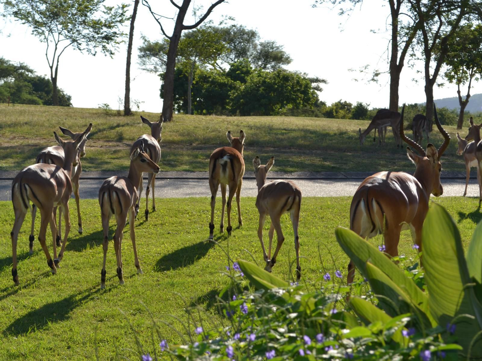 Kruger Park Lodge - Golf Safari Sa, Deer, Mammal, Animal, Herbivore