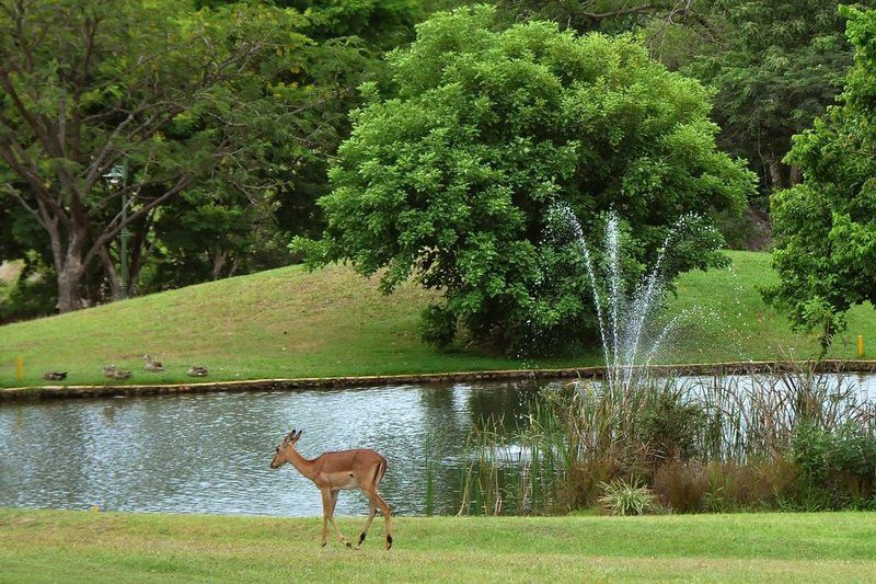 Kruger Park Lodge Unit No 611 Hazyview Mpumalanga South Africa Deer, Mammal, Animal, Herbivore, Tree, Plant, Nature, Wood