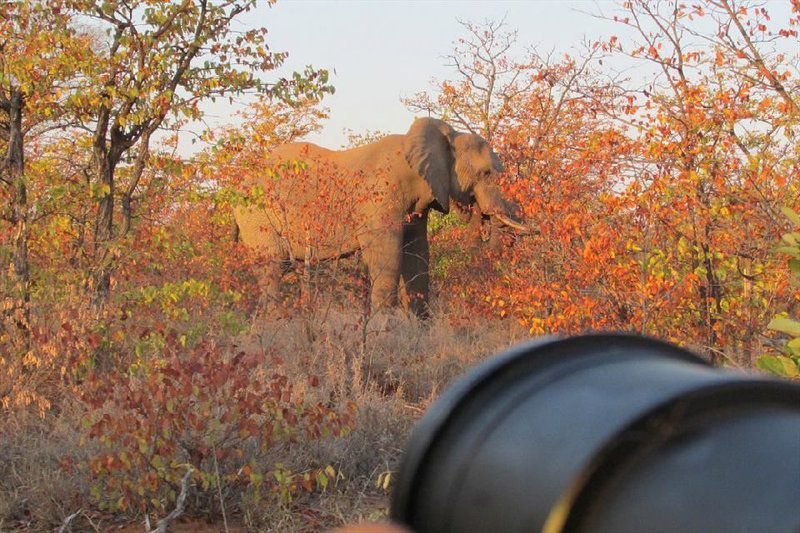 Mozambique Kruger And Limpopo Park Ultimate Safari South Kruger Park Mpumalanga South Africa Elephant, Mammal, Animal, Herbivore
