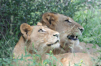 Mozambique Kruger And Limpopo Park Ultimate Safari South Kruger Park Mpumalanga South Africa Lion, Mammal, Animal, Big Cat, Predator