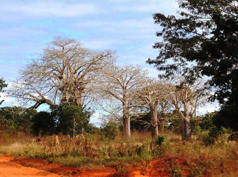 Mozambique Kruger And Limpopo Park Ultimate Safari South Kruger Park Mpumalanga South Africa Complementary Colors, Tree, Plant, Nature, Wood, Lowland