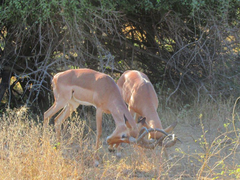 Mozambique Kruger And Limpopo Park Ultimate Safari South Kruger Park Mpumalanga South Africa Animal
