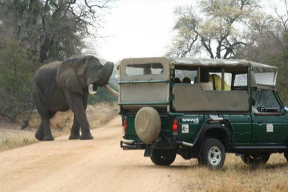 Mozambique Kruger And Limpopo Park Ultimate Safari South Kruger Park Mpumalanga South Africa Elephant, Mammal, Animal, Herbivore