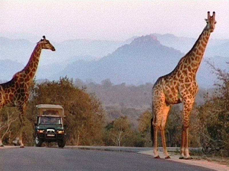 Mozambique Kruger And Limpopo Park Ultimate Safari South Kruger Park Mpumalanga South Africa Complementary Colors, Giraffe, Mammal, Animal, Herbivore