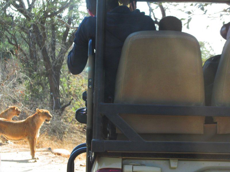 Mozambique Kruger And Limpopo Park Ultimate Safari South Kruger Park Mpumalanga South Africa Dog, Mammal, Animal, Pet, Vehicle