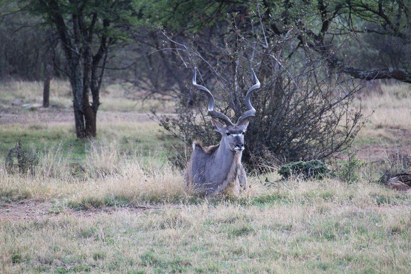 Kruger Ranch Maanhaarrand North West Province South Africa Unsaturated, Deer, Mammal, Animal, Herbivore