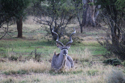 Kruger Ranch Maanhaarrand North West Province South Africa Unsaturated, Animal